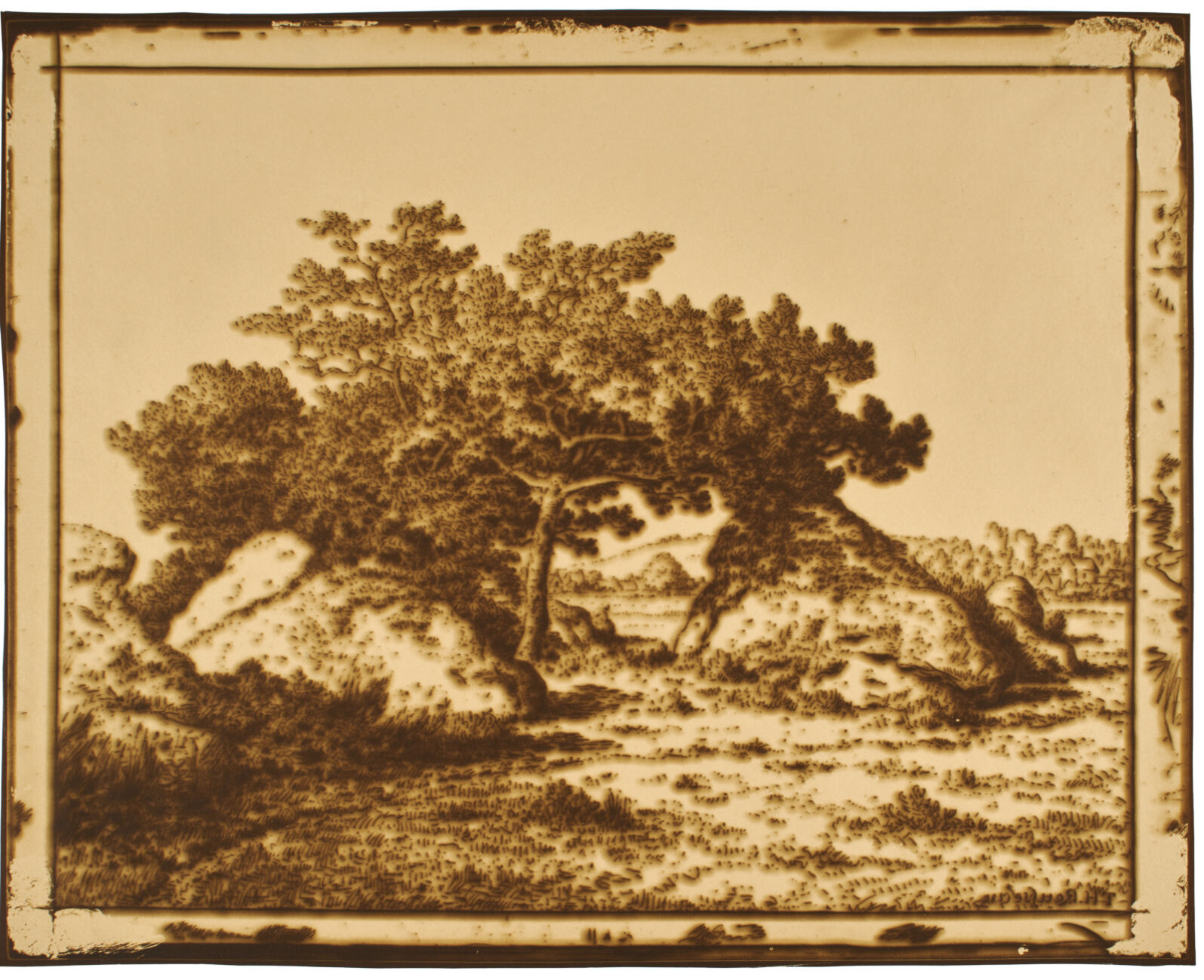 Cherry Tree